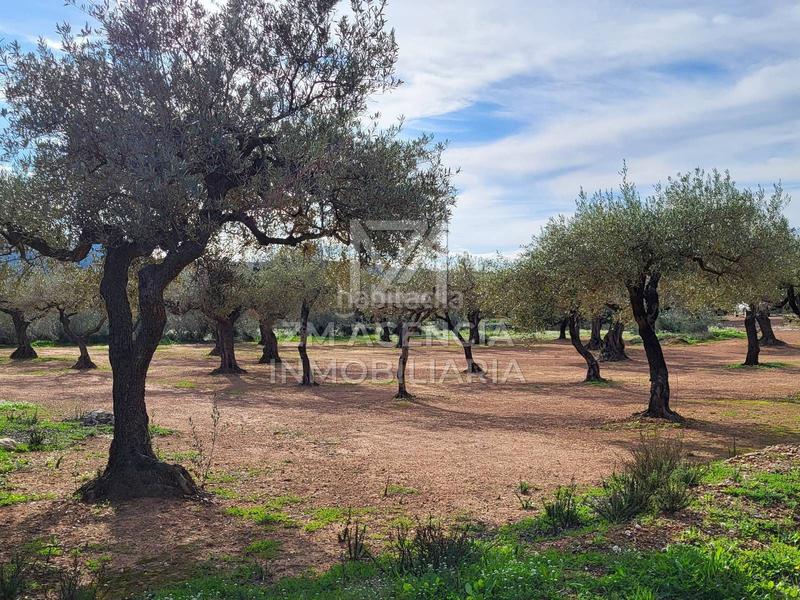 Foto 5cb945c2-5556-4c19-888b-b202680eea80. Finca rústica finca rustica en venta en Traiguera