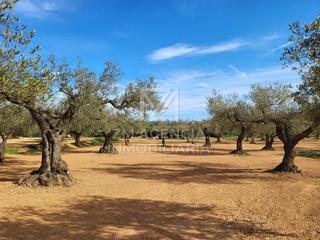 Finca rústica a Traiguera. Finca rustica en venta en traiguera