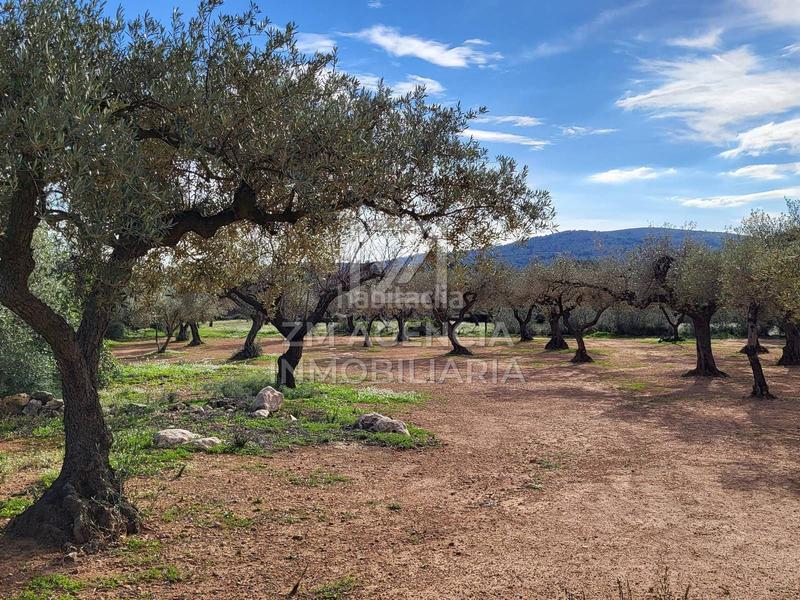Foto 719aca5a-7cde-425d-9b0b-e91d01314c3e. Finca rústica finca rustica en venta en Traiguera