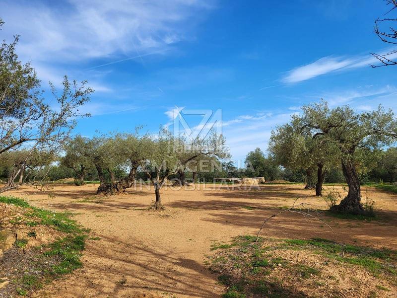 Foto 7df91b73-55e9-4daf-86c8-5d58b1fb0f20. Finca rústica finca rustica en venta en Traiguera