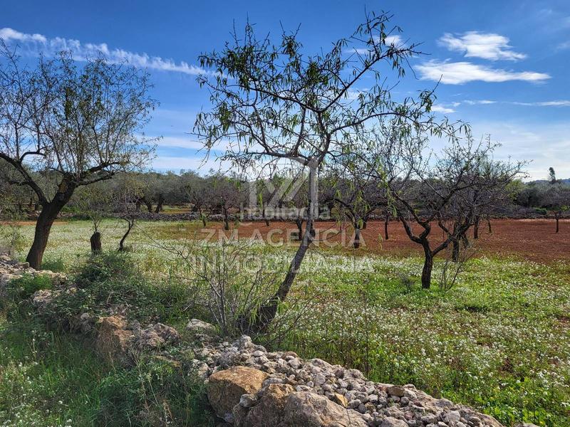 Foto 856770ac-7ec1-4250-9366-7e1b94baea0a. Finca rústica finca rustica en venta en Traiguera