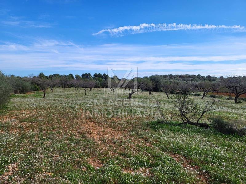Foto a17bbeb4-5310-49b3-a2ca-b9e9efc2464a. Finca rústica finca rustica en venta en Traiguera