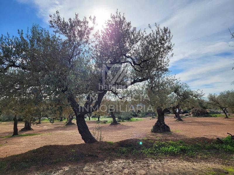 Foto a8b54430-a746-4a96-8abf-bc0bd41ce817. Finca rústica finca rustica en venta en Traiguera