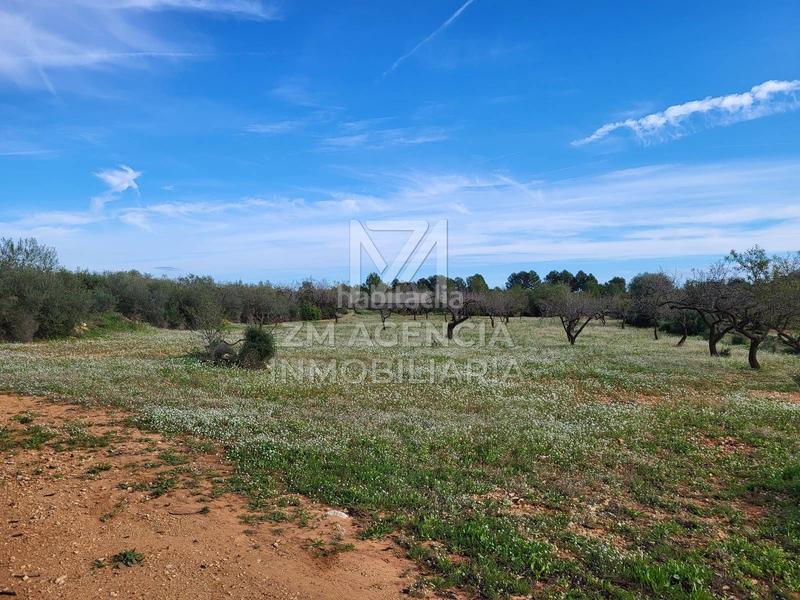 Foto ae877ce2-30a1-4604-a8d4-7feb0f1badc0. Finca rústica finca rustica en venta en Traiguera