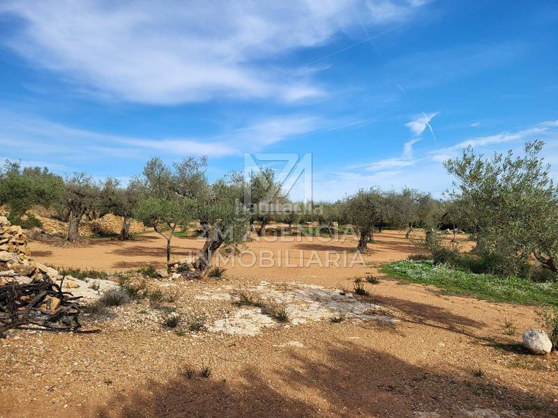 Foto bb840934-bda9-4395-bd31-ecda0b5e17c8. Finca rústica finca rustica en venta en Traiguera