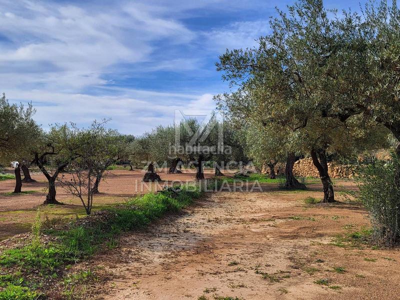 Foto cc6c659a-f241-4f73-9c1c-bf997c1b6fd6. Finca rústica finca rustica en venta en Traiguera