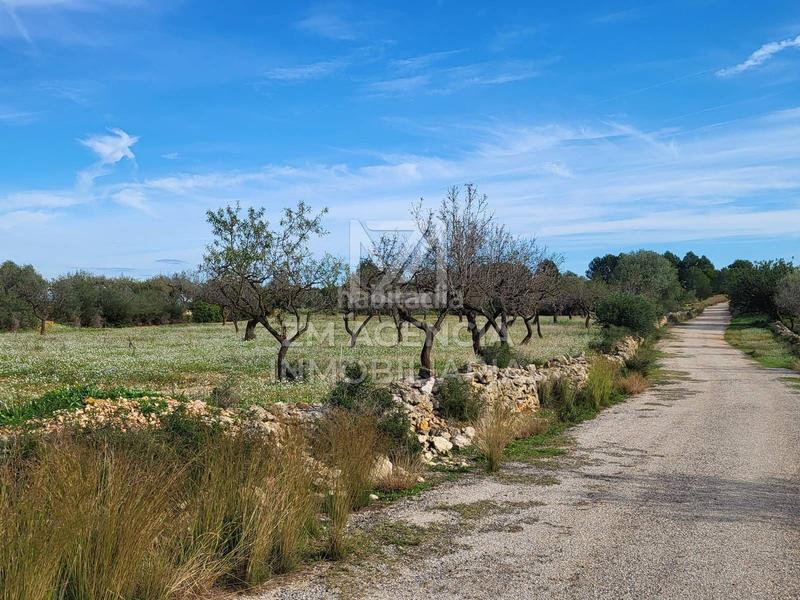 Foto dd24c8d8-59ba-424a-83a8-f6cd744b0e89. Finca rústica finca rustica en venta en Traiguera
