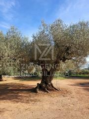 Finca rústica a Traiguera. Finca rustica en venta en termino municipal de traiguera