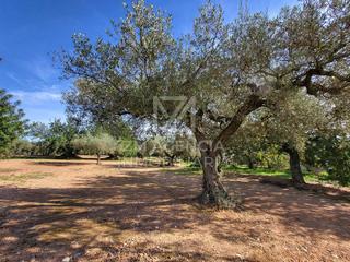 Finca rústica a Traiguera. Finca rustica en venta en el termino municipal de traiguera