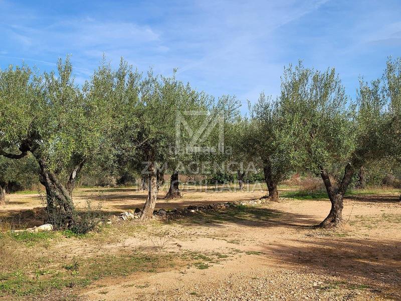 Foto 14bf48bd-706a-433e-93a8-f34af0153f5a. Finca rústica a Traiguera