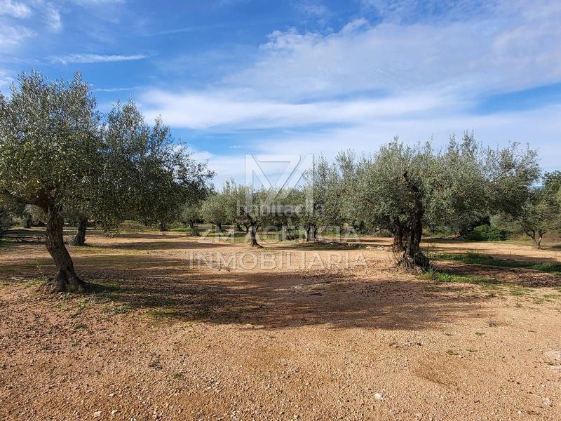 Foto 6454dc02-4e48-4354-a51e-5ae84f6a5181. Finca rústica a Traiguera