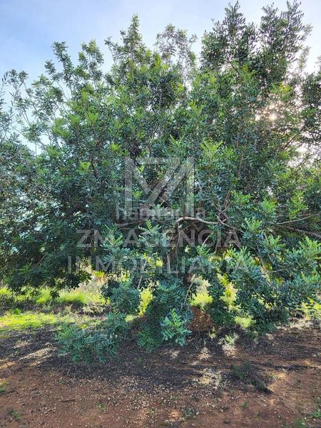 Foto 6d158216-e56e-476d-b172-10b99f0b891d. Finca rústica a Traiguera