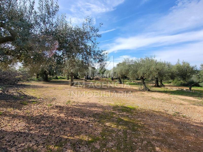 Foto 8551cc22-75d6-4671-b95e-5f92064834e9. Finca rústica a Traiguera