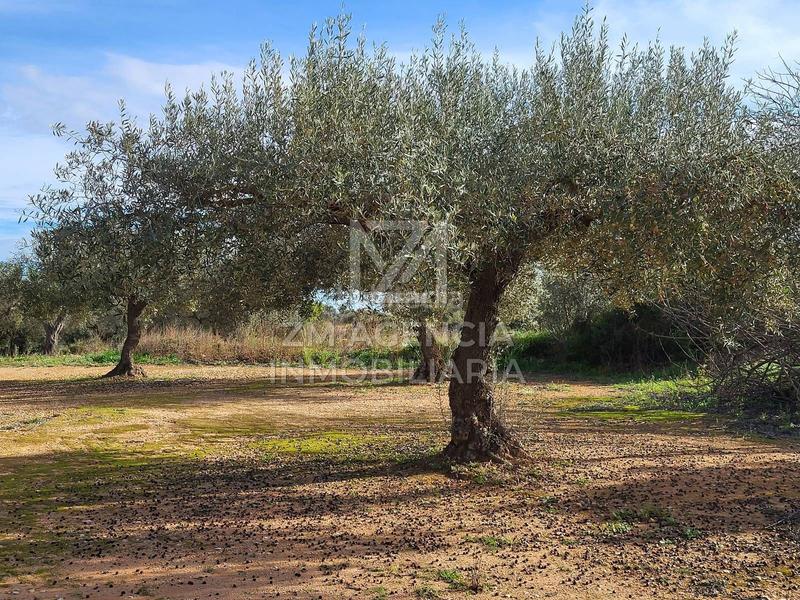 Foto a47e017f-2077-4f88-9109-58bdc14e8dbb. Finca rústica a Traiguera