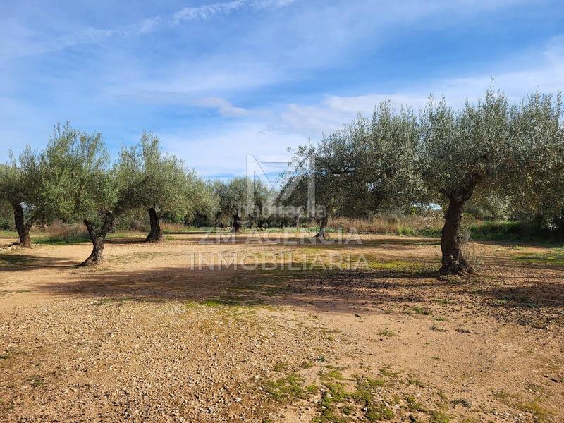 Foto a5e0a0a2-5e17-4bc5-9cf1-b7dc42ee164c. Finca rústica a Traiguera