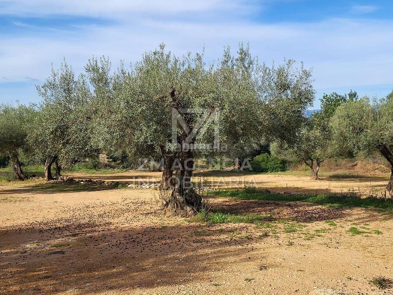 Foto b3c59f9a-3310-49ac-b744-e392c07ddb56. Finca rústica a Traiguera