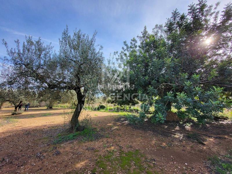 Foto b9104e9a-56d7-4777-b0bf-5db80deb45a5. Finca rústica a Traiguera