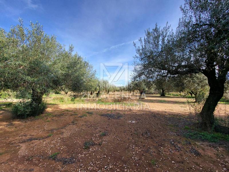 Foto b9d7261a-77e4-4d84-885d-98391bf9c3e1. Finca rústica a Traiguera