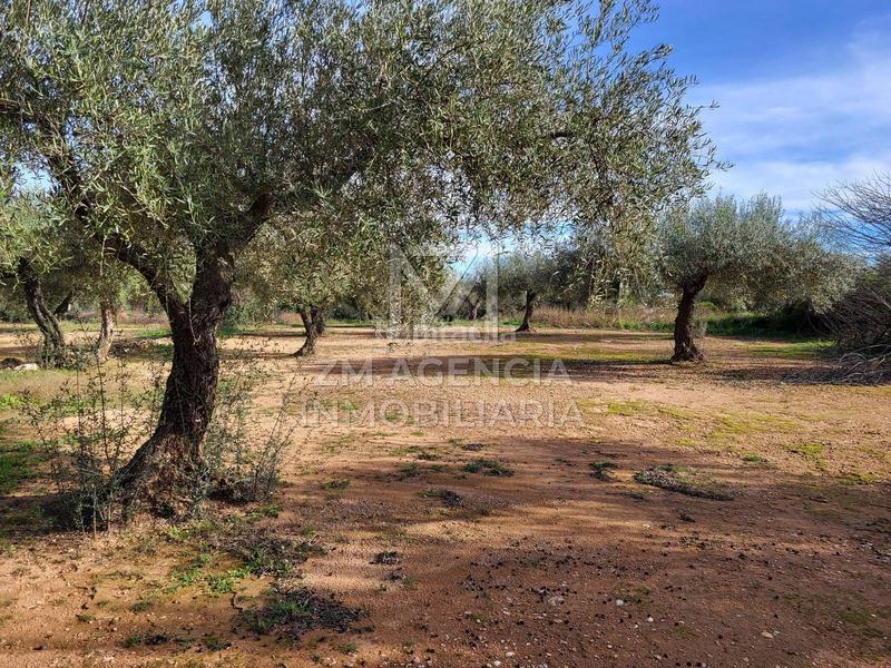 Foto ef51d8b1-cfaa-4579-8e13-2419fa255b98. Finca rústica a Traiguera