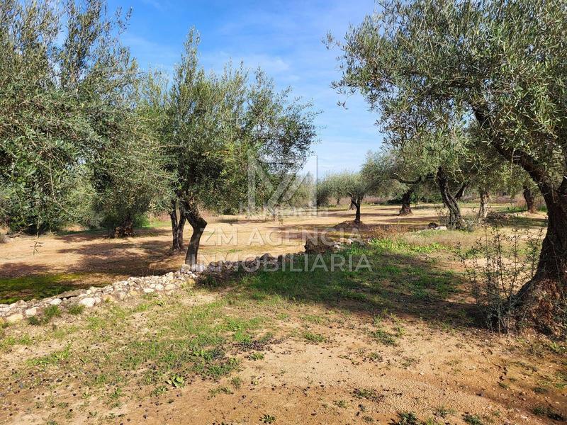 Foto f987d113-d881-4fb7-a2c0-665b44ff34bf. Finca rústica a Traiguera