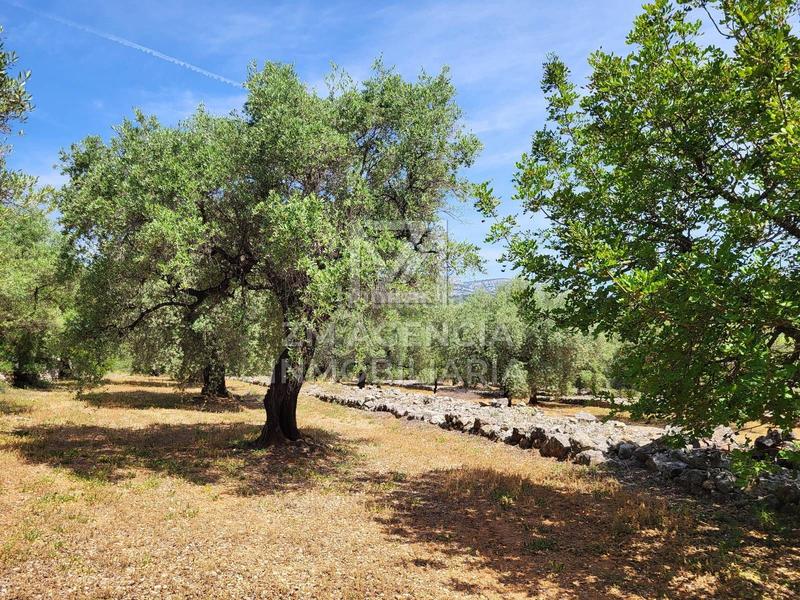 Foto 7dc043af-3643-48df-81bd-abecf1e6eaf0. Masia amb calefacció a Canet lo Roig