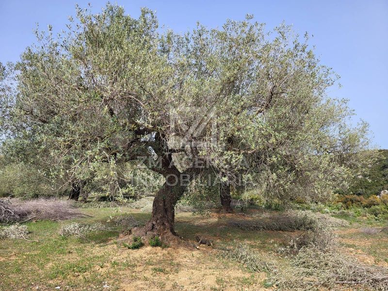 Foto 027f3ce0-b396-42e3-b04c-0f5cb3326cad. Finca rústica a corral de la culla a San Jorge