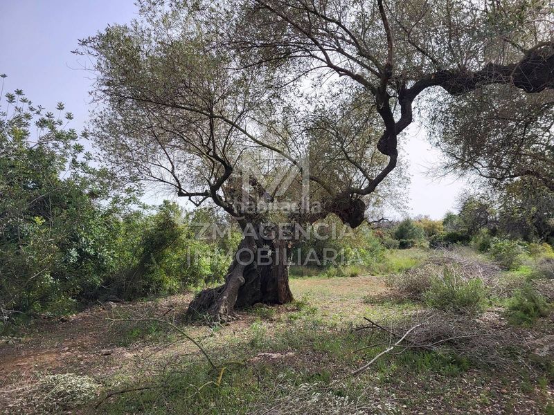 Foto 0f9c0b19-e10d-452f-849b-945bfe477b45. Finca rústica a corral de la culla a San Jorge