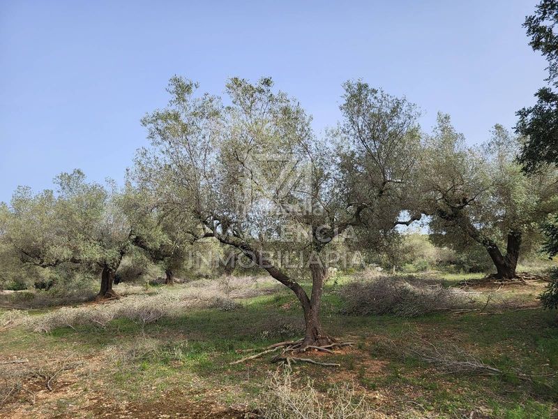 Foto 56ea0a05-c307-4f8e-a647-6e8a8475db7b. Finca rústica a corral de la culla a San Jorge