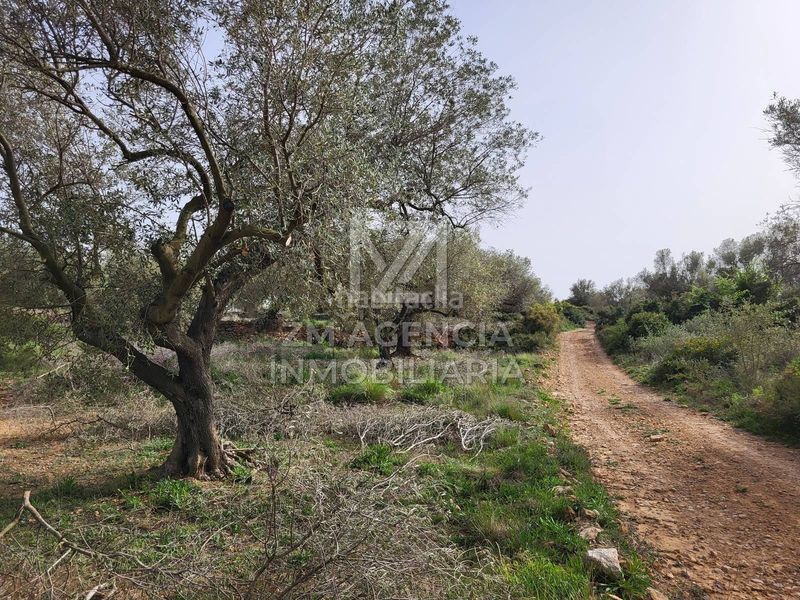 Foto 64834aef-3953-430c-ac02-ce2e5154a6f8. Finca rústica a corral de la culla a San Jorge
