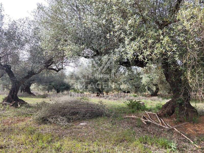 Foto 9568c586-f2b9-44e8-a3ab-9c8c87391f07. Finca rústica a corral de la culla a San Jorge