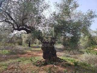 Finca rústica en Corral de la culla. Finca rustica en venta en sant jordi