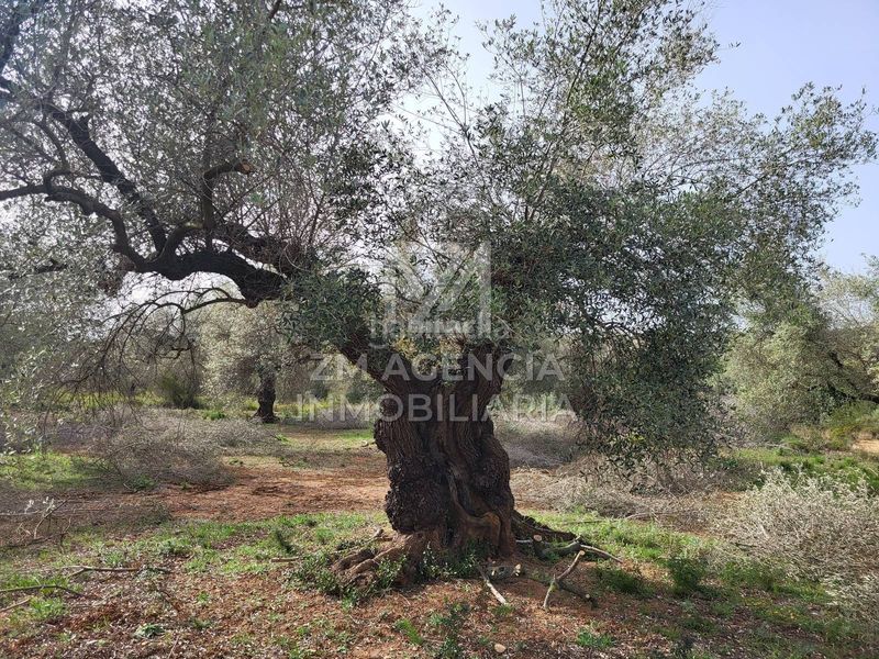 Foto a450c7a4-d791-472f-84cb-596afbaae242. Finca rústica a corral de la culla a San Jorge