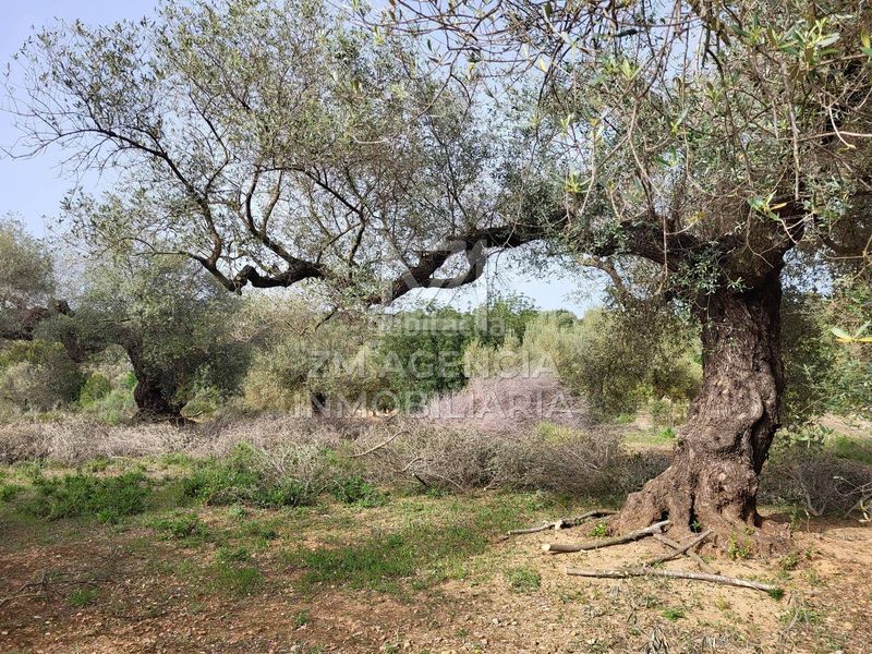 Foto c37f16f3-6ec8-42dd-acca-4503e928f0e7. Finca rústica a corral de la culla a San Jorge