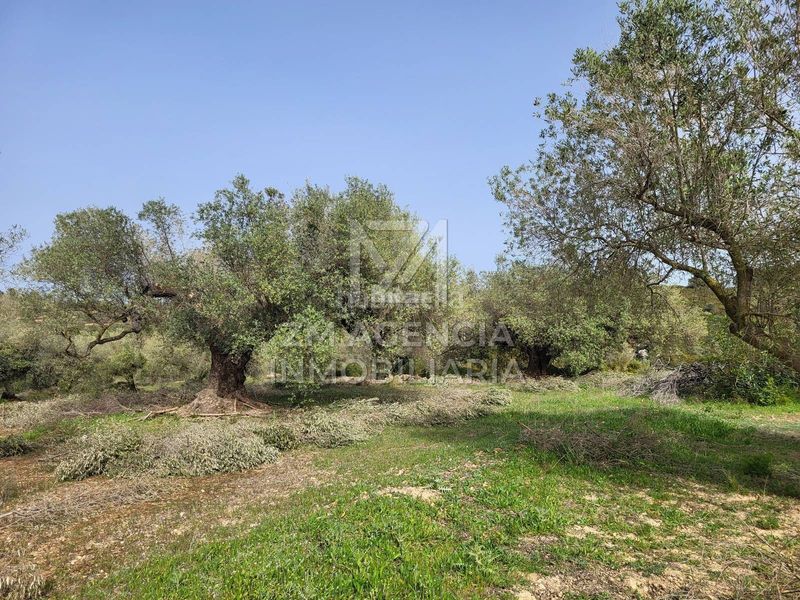 Foto c44313eb-b05b-4b87-9166-3c10b16d07c4. Finca rústica a corral de la culla a San Jorge