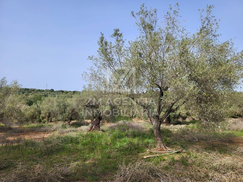 Foto d591b70c-93b3-449a-ba03-9f78ef1b319e. Finca rústica a corral de la culla a San Jorge