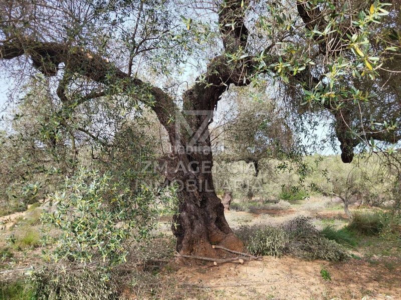 Foto df6fda92-6552-4cb5-aa17-bd7a98cb4988. Finca rústica a corral de la culla a San Jorge