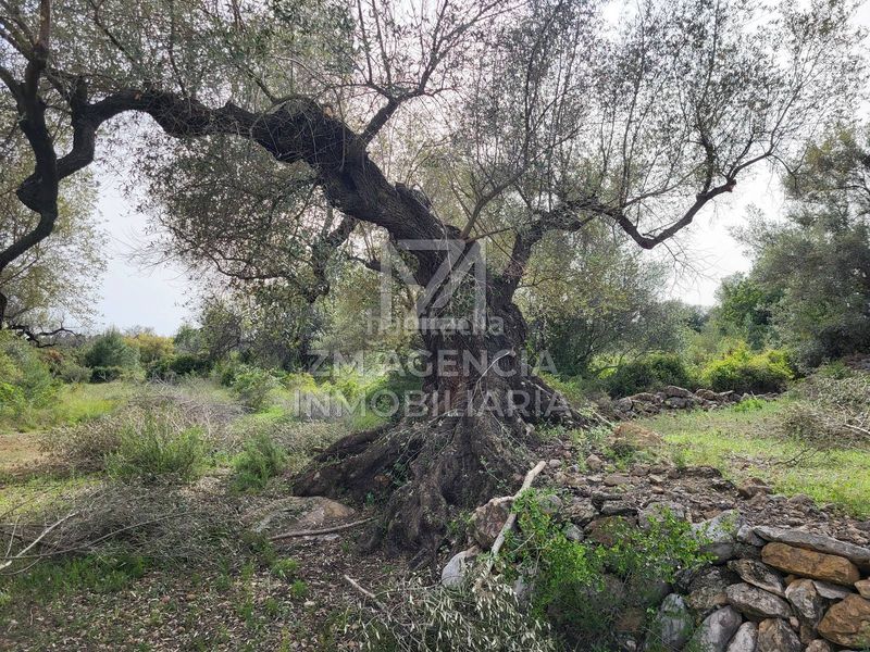 Foto f9e361be-0fae-4cc2-9dda-911abc39a8af. Finca rústica a corral de la culla a San Jorge