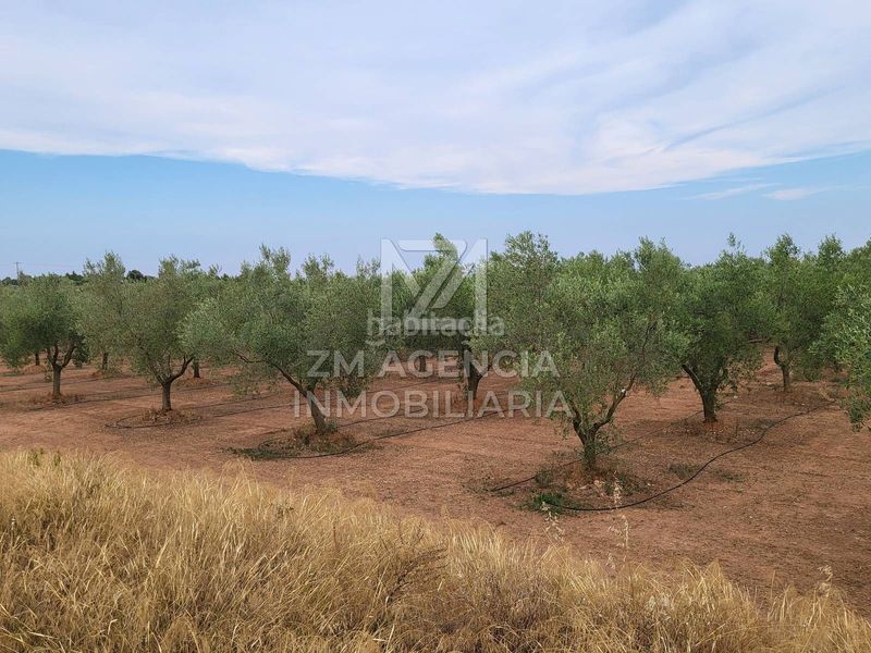 Foto 040c893c-0b7d-4cd4-8e42-956c052b4e6a. Finca rústica a Pueblo Benicarló