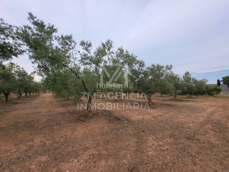 Foto 3a84497e-f527-4a09-81d1-cb80bc4fa0e1. Finca rústica a Pueblo Benicarló
