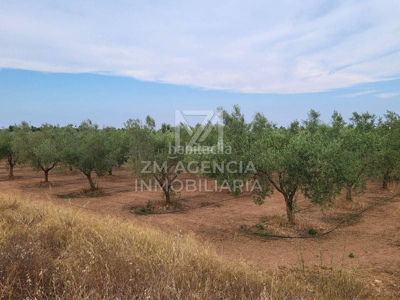 Foto 5b318539-94fd-4ded-8219-177be0e02b9f. Finca rústica a Pueblo Benicarló