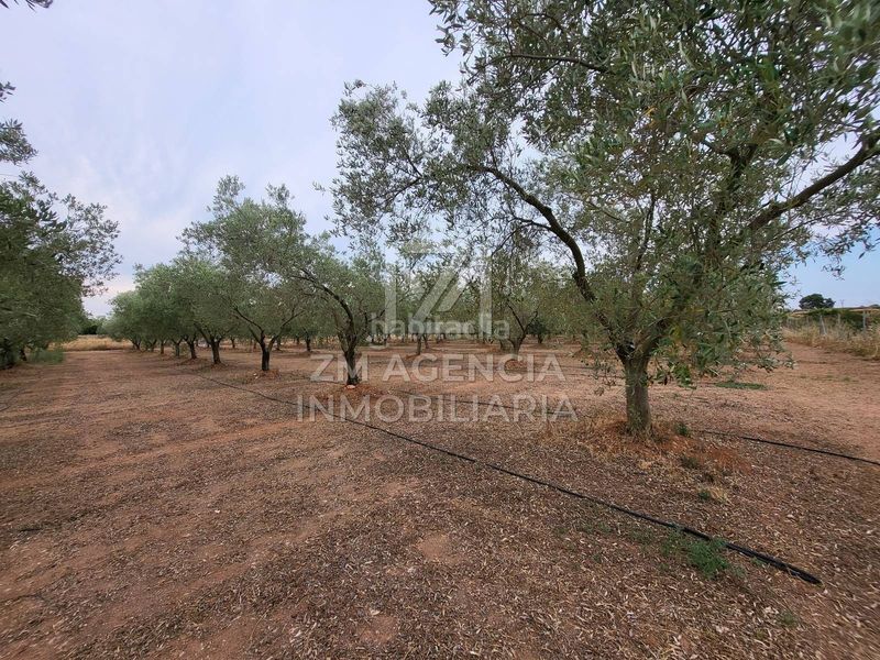 Foto 894f9235-4b64-4142-b209-b8b503aa1d34. Finca rústica a Pueblo Benicarló