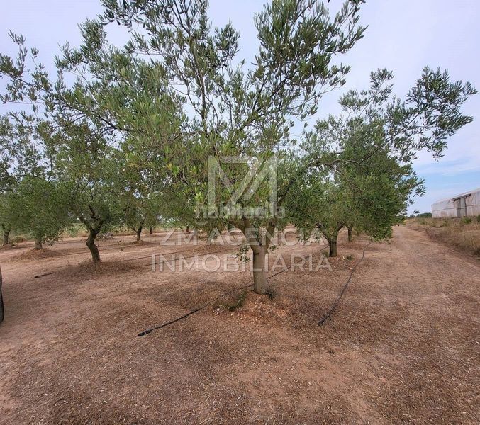 Foto 92694820-f8dc-4780-b0c2-fdf1231daffe. Finca rústica a Pueblo Benicarló