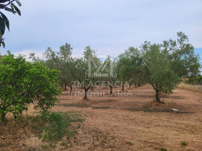 Foto 9b9a45aa-2106-4bde-a015-d08aeb354c12. Finca rústica a Pueblo Benicarló