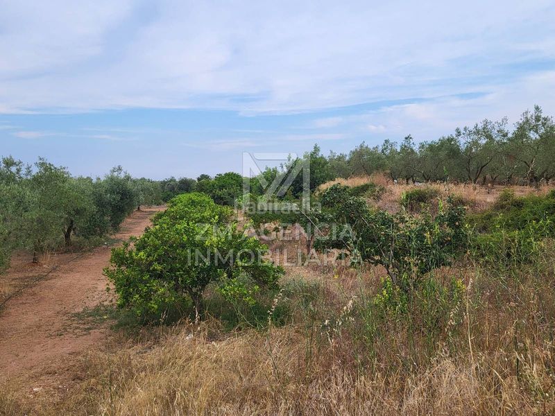 Foto 9cdaeb87-c522-4620-9bde-9359549b1259. Finca rústica a Pueblo Benicarló