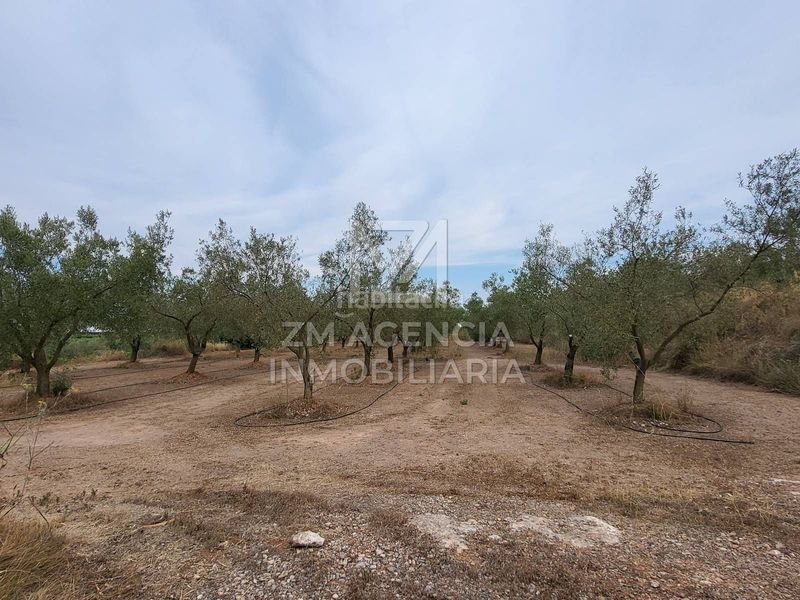 Foto ae7e8d44-4350-4b40-a5df-ced94d82384f. Finca rústica a Pueblo Benicarló