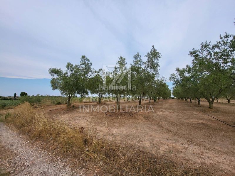 Foto c9e8108b-ca6d-4b19-b228-bca1754388b4. Finca rústica a Pueblo Benicarló