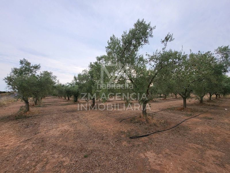 Foto d0ccc888-9fe9-4ac6-8832-b0a61118063a. Finca rústica a Pueblo Benicarló