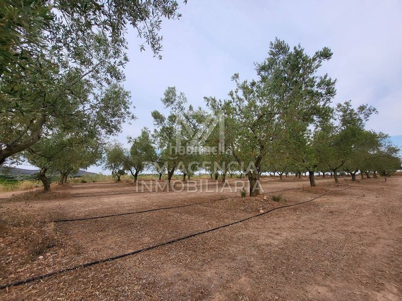 Foto e4107f2a-fe20-4e86-9dfd-a24ec8fb04eb. Finca rústica a Pueblo Benicarló