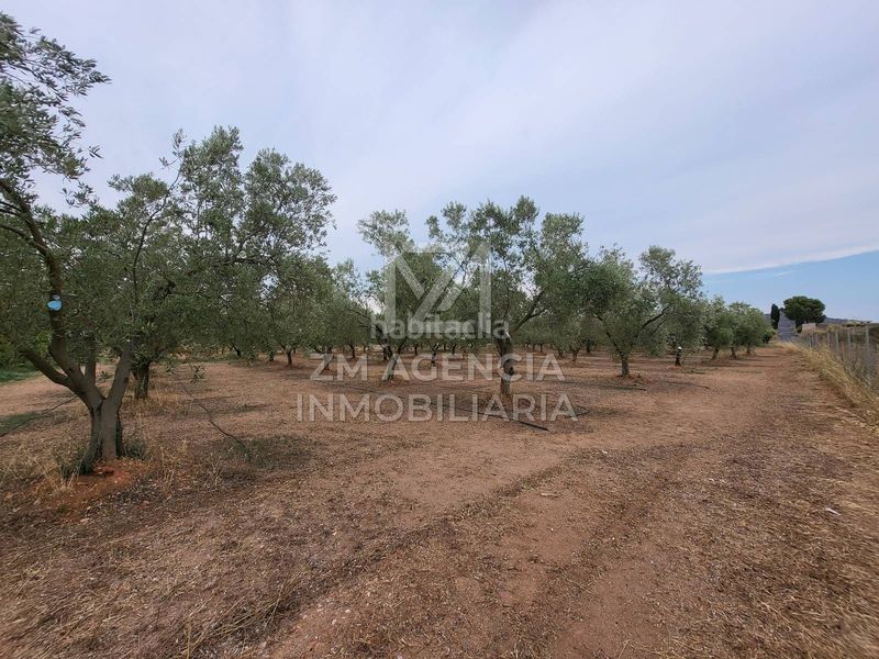 Foto e4de27df-dbb2-4037-b244-cdc9a95c00ba. Finca rústica a Pueblo Benicarló