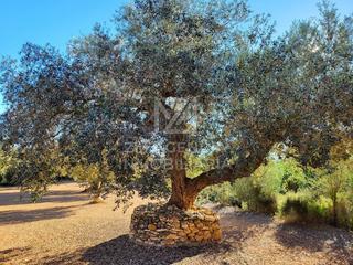Masia a Traiguera. Finca rustica  en venta en traiguera